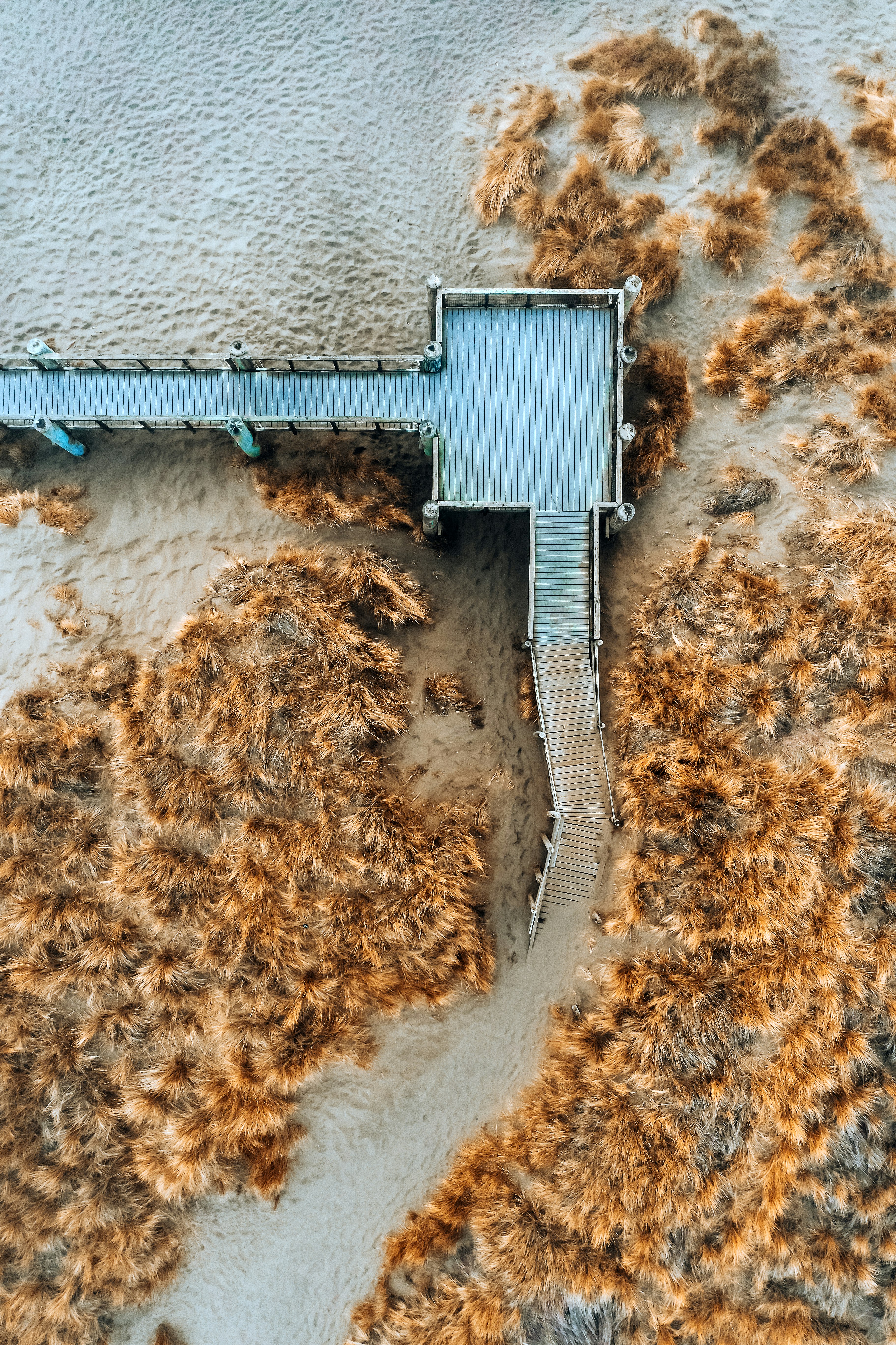 aerial view of green and brown trees and body of water